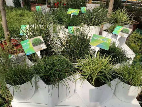 北京426種新優植物集中亮相